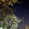 星空夜桜