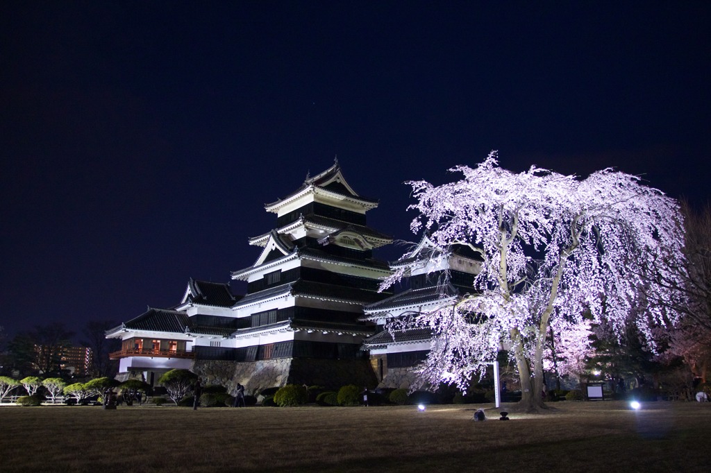 国宝松本城と駒つなぎの桜