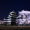 国宝松本城と駒つなぎの桜