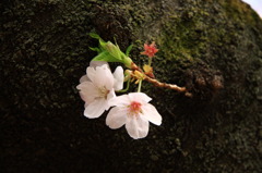 根性桜