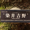 ソメイヨシノ