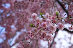 新宿御苑の桜