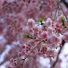 新宿御苑の桜