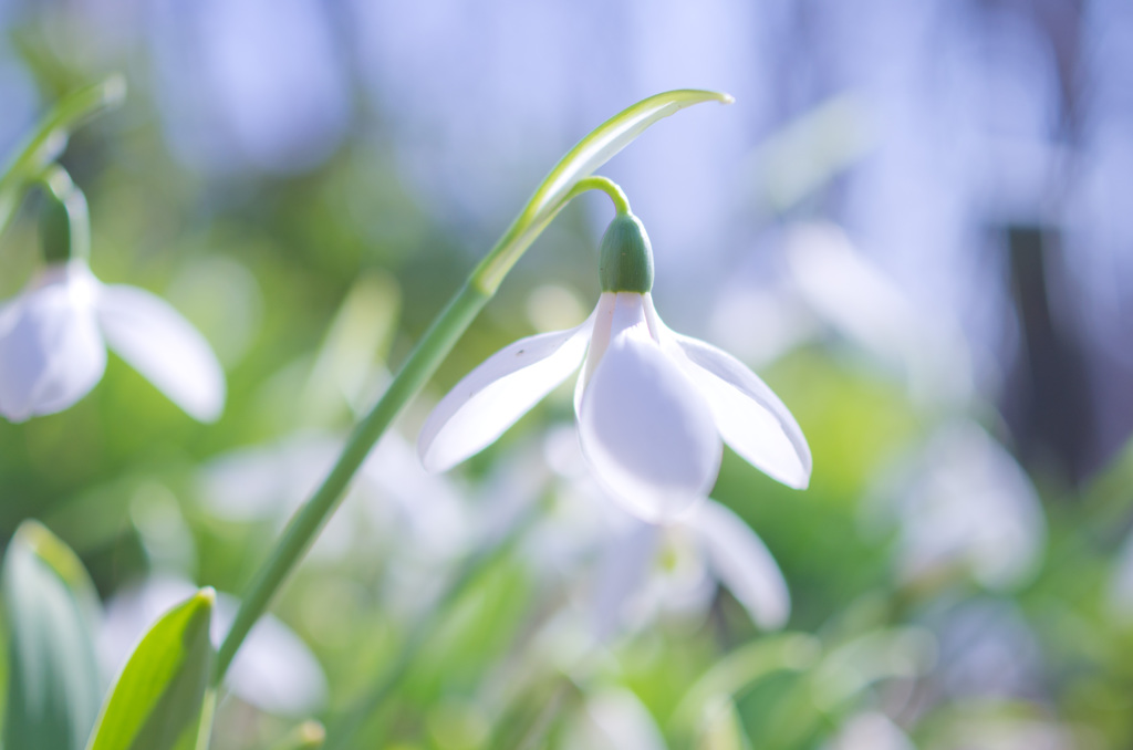 SnowDrop