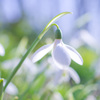 SnowDrop