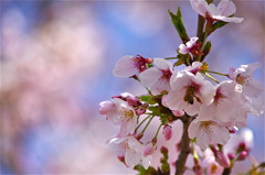 春の蜜は美味なり