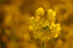 菜の花、咲く