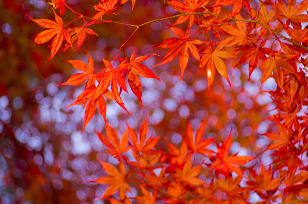 紅の世界