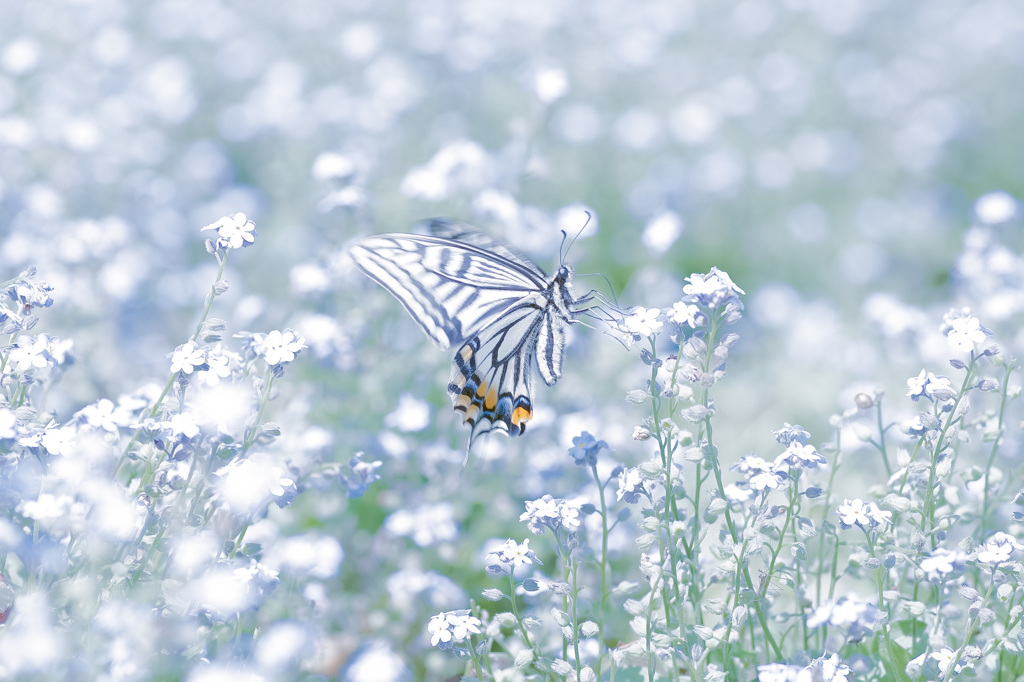 Butter-Fly
