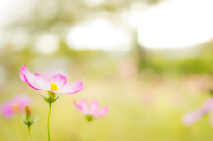 秋桜日和