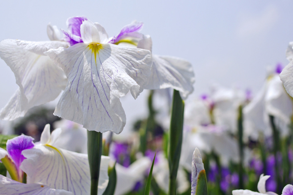 しょうぶの花