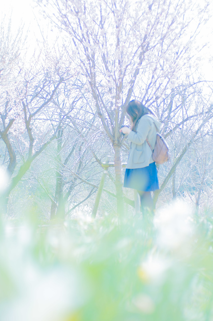 桜日和
