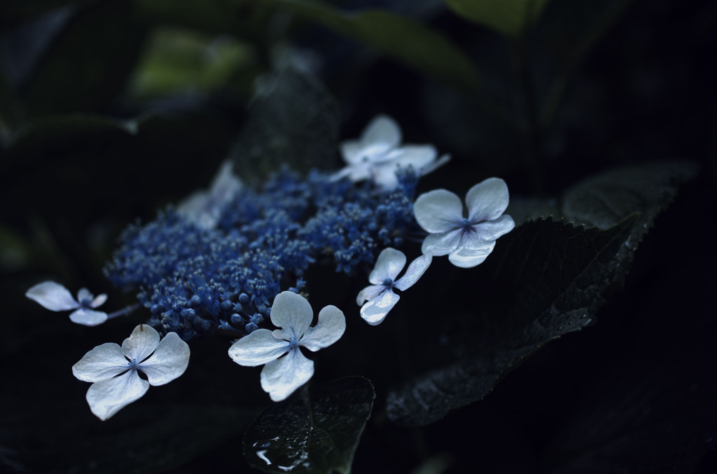 雨と紫陽花1