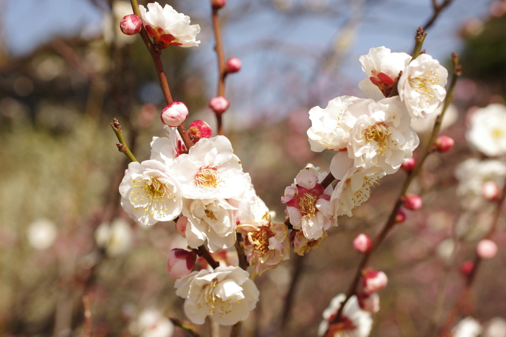 花は、梅