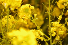 菜の花