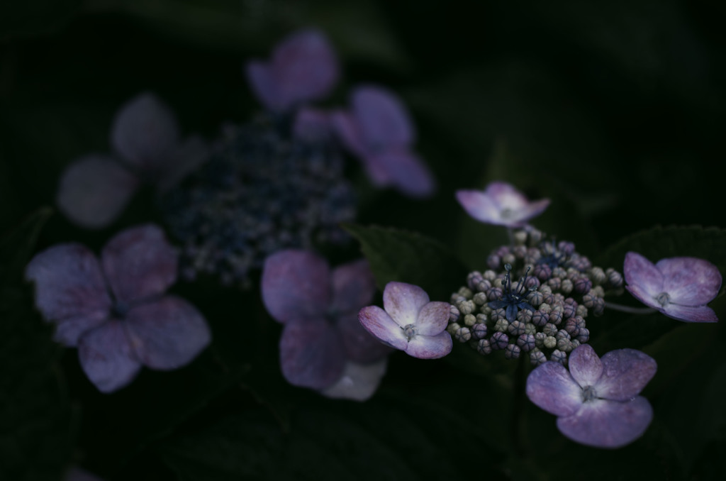 雨と紫陽花2