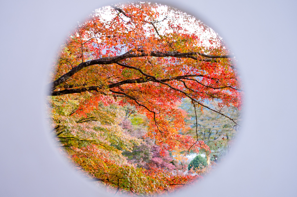 紅葉を覗き見