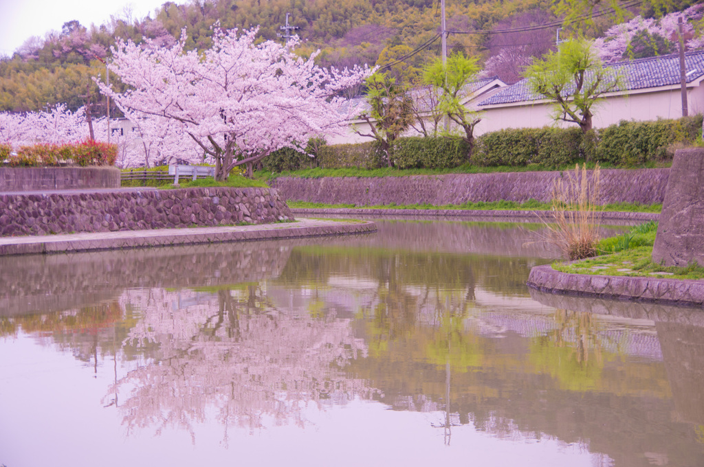 水面にはえる満開の桜