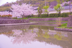 水面にはえる満開の桜