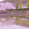 水面にはえる満開の桜