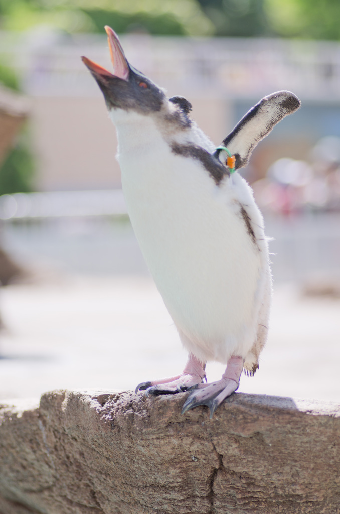 私はペンギン