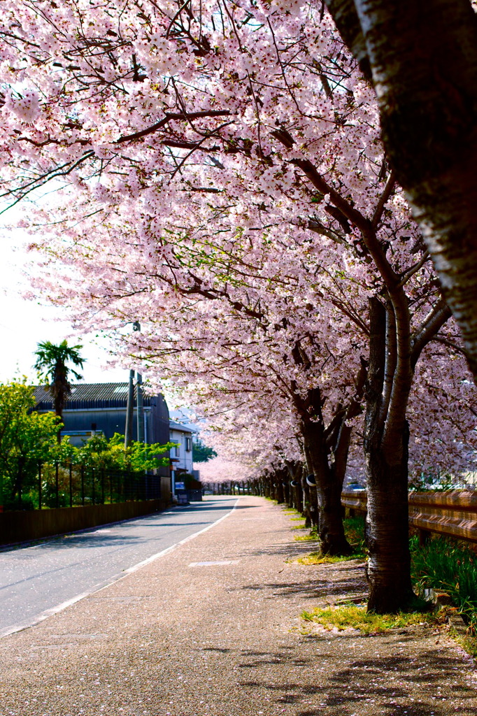 桜並木