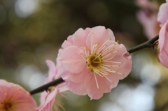 山田池公園の梅