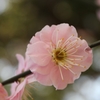 山田池公園の梅