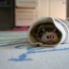 小動物