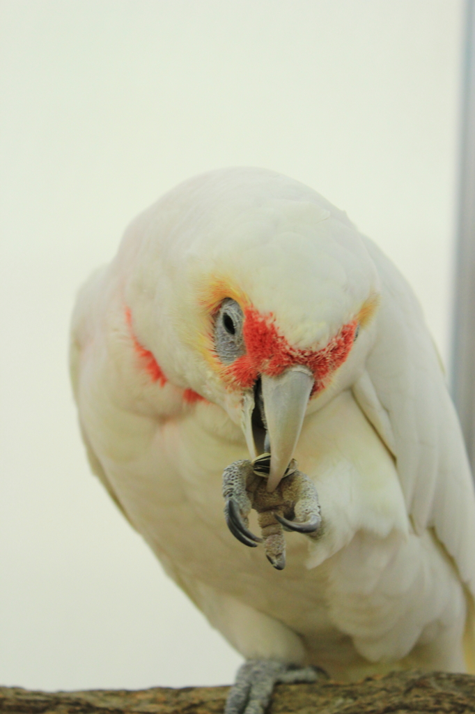 オウムちゃんのお食事