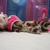 小動物