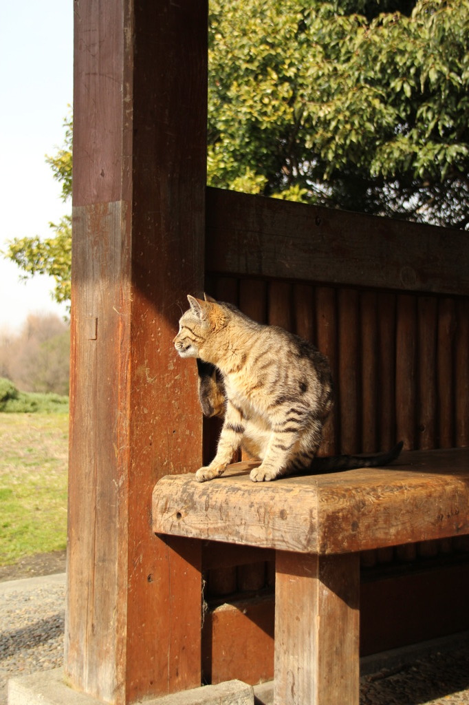 猫の休憩所