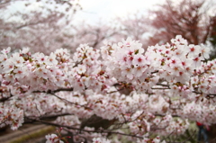 哲学の桜８