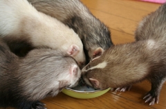わらわら。びすま、くろお、こばると、うらん