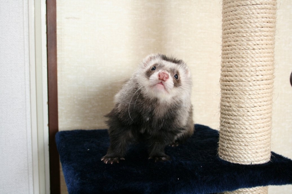 こうですね！くろお