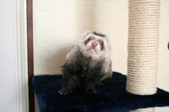 こうですね！くろお
