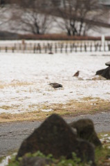 雪と鳥さん