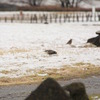 雪と鳥さん