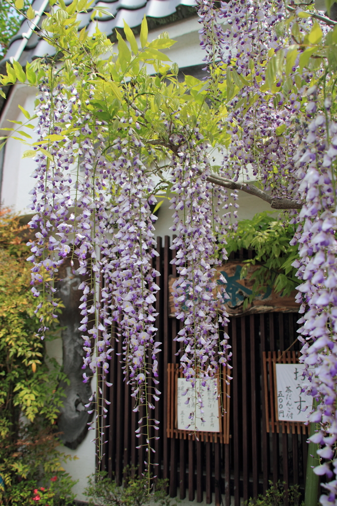 宇治の街並みと藤の花２