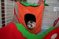 カキのなかからこんにちは。くろお