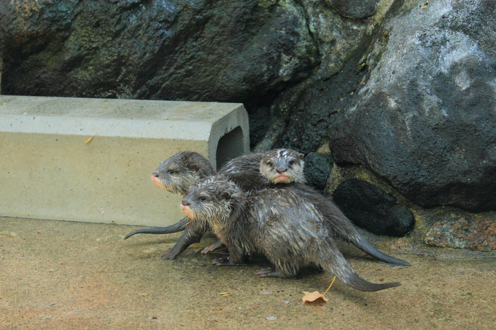 プールでおあそび