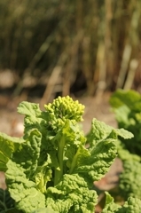 さいてなくても菜の花