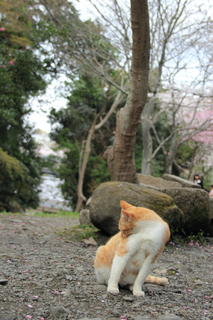 哲学の猫