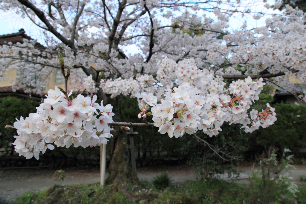 哲学の桜６