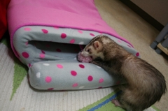 がじがじがじがじ。びすま。