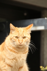 京都は猫がよく似合う