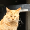 京都は猫がよく似合う