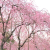 枝垂桜～