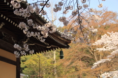 南禅寺の桜２