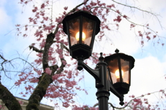 街灯と桜